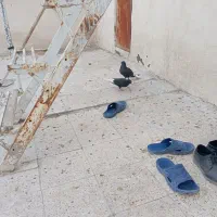 کفتر زاغ دم سفید|پرنده|مشهد, تلگرد|دیوار