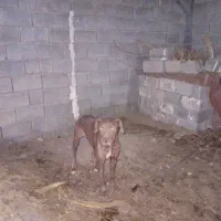 واگذاری سگ پیتبول نر باداگو