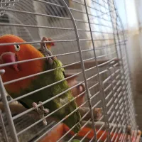 اوپلاین گرین جفت|پرنده|تهران, سردارجنگل|دیوار