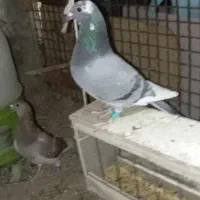 گم شد سه روز پیش