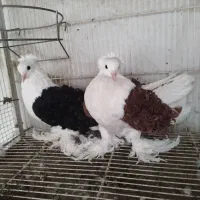 کبوتر زینتی