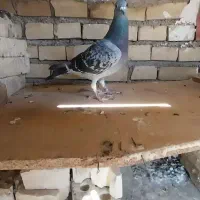 کفتر پلاکی ماده گرفتنی