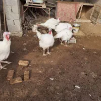 فروش بوقلمون ارگانیک