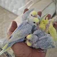 مرغ عشق رینبو|پرنده|اهواز, ۲۰۰۰واحدی|دیوار