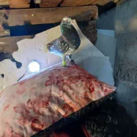 کوهی دوم سفید شرطی جوان