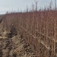 زمین برای کشت باغ شلیل می خواستم.