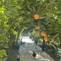 باغ-فروشی-روستای-درچه-عابد-بر-رودخانه-زاینده-رود