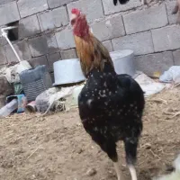 خروس لاری|حیوانات مزرعه|تربت جام, میان جام|دیوار