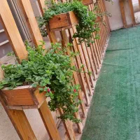 اورژانس گل گیاه آپارتمانی