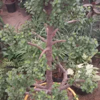 گل و گیاه