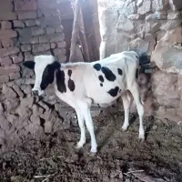 گوساله