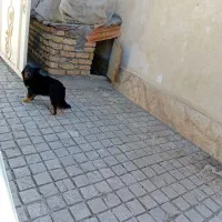 سلام سگ خانگی با ادب