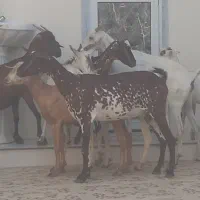 8عدد بز نقشی صلاله مخصوص داشت آبستن دوقلو زا