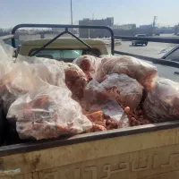 غذای سک و گربه