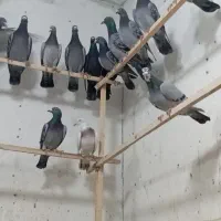 ۲۱ تا المانی زنبور