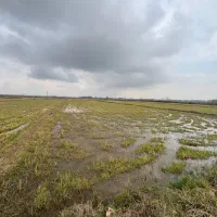 شالیزار-باقیمت-تکرارنشدنی