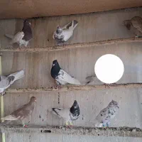 کبوتر رنگی سرور دمبی کفتر هوایی نر|پرنده|اصفهان, قائمیه|دیوار