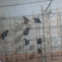 خروس چینی خوش رنگ سن بین ۶ماه الی ۱سال