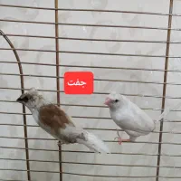 فنچ بنگالی|پرنده|کرج, حیدرآباد|دیوار