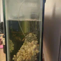 اکواریوم.|ماهی|محمدشهر, شهرک پیام (مهرالبرز)|دیوار