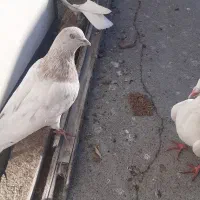 تعدادی کبوتر به فروش می رسد|پرنده|مشهد, ادیب نیشابوری (شهرک غرب)|دیوار