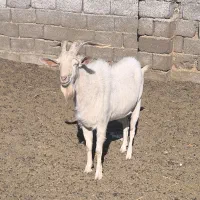 نره بز سانن|حیوانات مزرعه|سیرجان, |دیوار