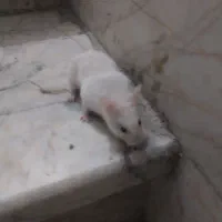واگذاری رایگان