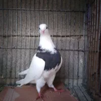 کبوتر بلژیکی و طوقی فروشی