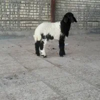 گوسفند بره وبره