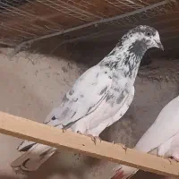 کبوتر تیدی اصل