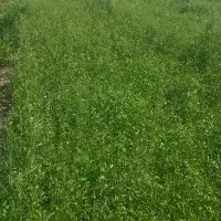 علف واسه دام