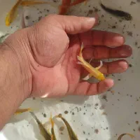 فروش انواع ماهی آکواریومی