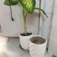 دو عدد گلدان خالی و دو عدد گلدان با گل|گل و گیاه طبیعی|تهران, افسریه جنوبی|دیوار