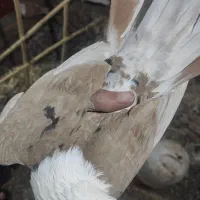 کله سفید نر|پرنده|نوده انقلاب, |دیوار