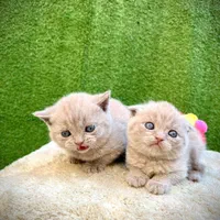 گربه‌های اصیل واکسینه با قیمت مناسب منتظرخانواده|گربه|تهران, دریاچه شهدای خلیج فارس|دیوار