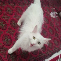 گربه نژاد پرشین