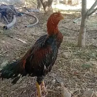 خروس لاری