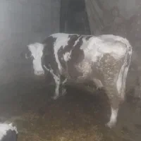 گاو|حیوانات مزرعه|چگنی, |دیوار