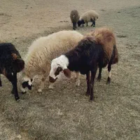 قوچ قزل افشار کله سفید منگوله دار