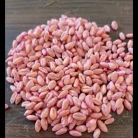 پیشگام|عمده‌فروشی|اسفراین, |دیوار