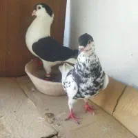 فروش کفتر رنگی