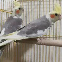 عروس هلندی سخنگو