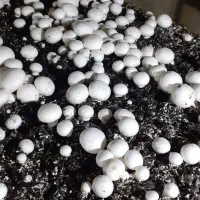 قارچ دکمه ای درجه یک قیمت توافقی|خوردنی و آشامیدنی|شراء, |دیوار