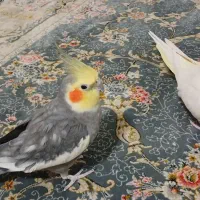 یک جفت عروس هلندی سرحال و زیبا