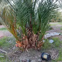 فسیل گلوته|گل و گیاه طبیعی|کهنوج, |دیوار