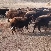 ۹۰ راس گوسفند افشار