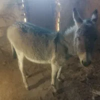 الاغ نر و جوان و آرام