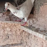 کفتر