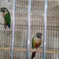 دو عدد گرینچیک بالغ نرمال یلوساید