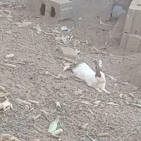 خرگوش|موش و خرگوش|جوین, |دیوار